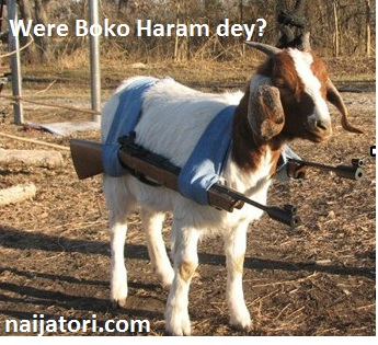 Goat Ready To Fight Boko Haram.jpg